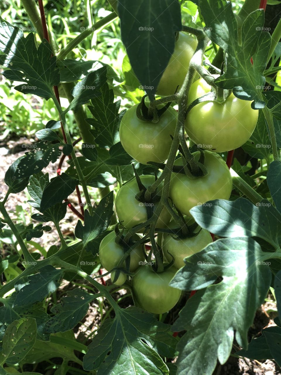 Green tomatoes growing on the vine on a beautiful summer day. 