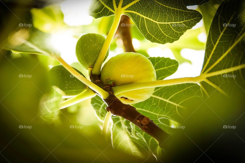 Figs on tree