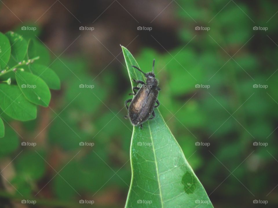 Bug in Leaf