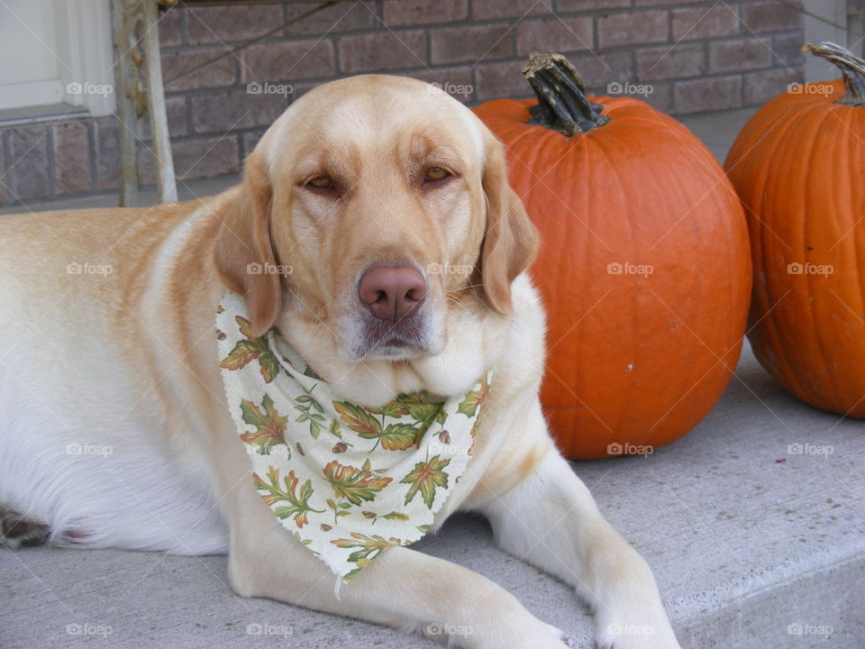 She is a Labrador retriever laying on the porch next to a couple pumpkins.