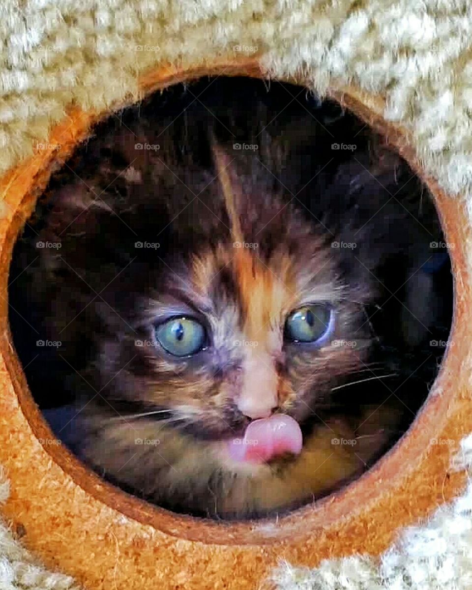kitten licking lips