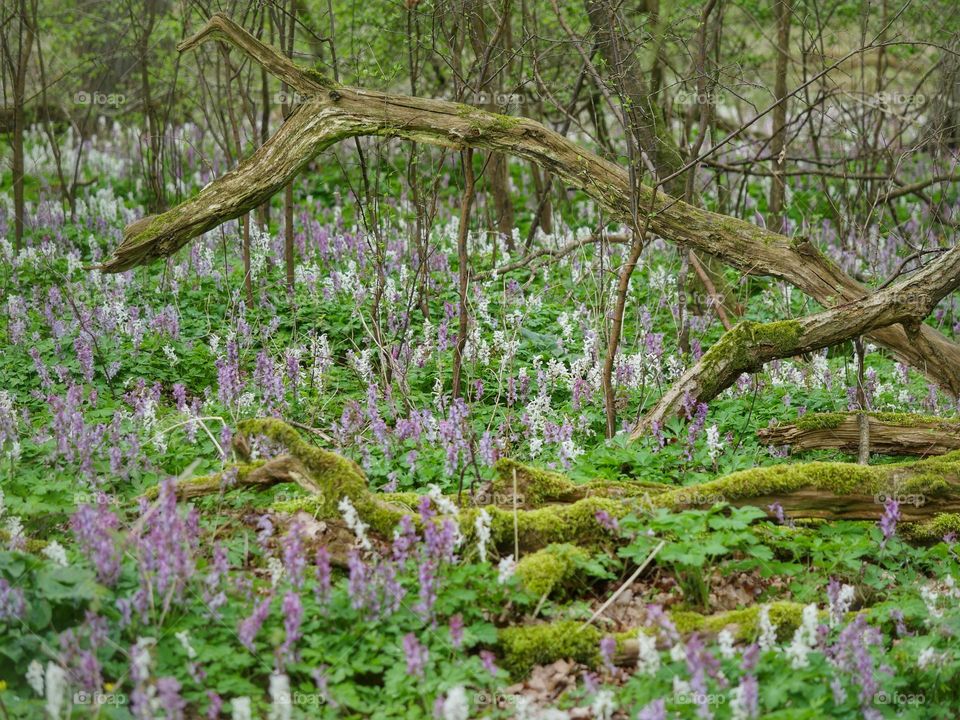 Forest floor