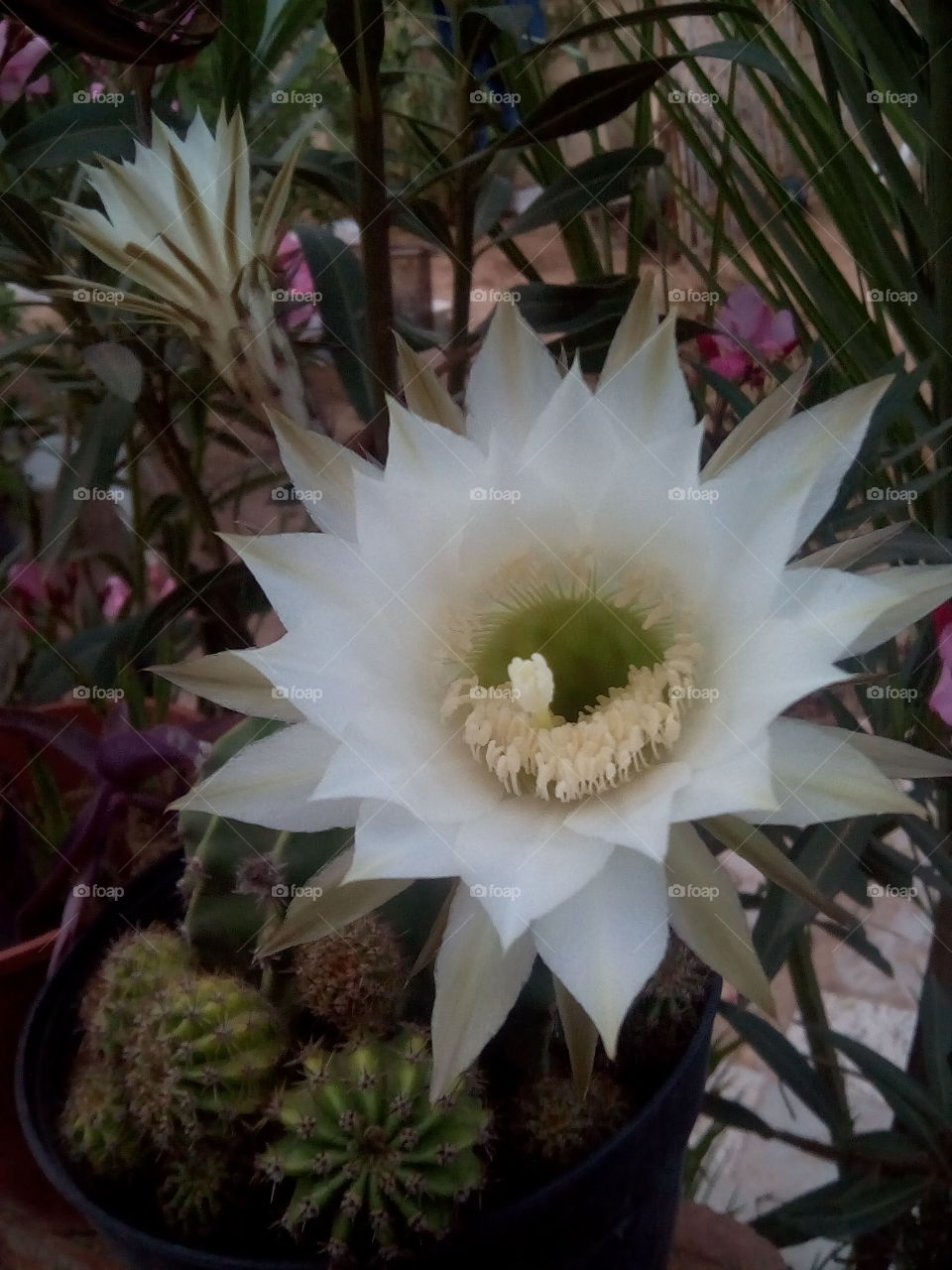 cactus flower