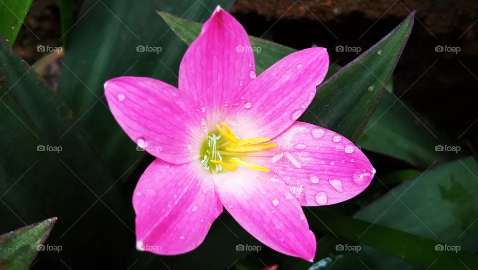 Pink...