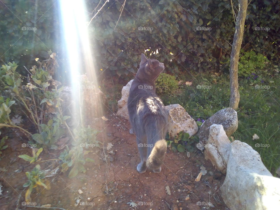 Sunlight ray and the cat.