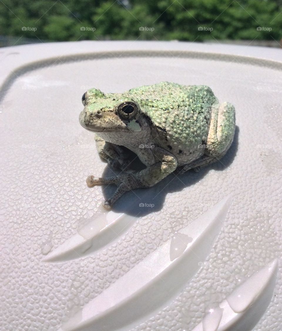 Tree Frog. Tree Frog trying to take a swim with the grandkids