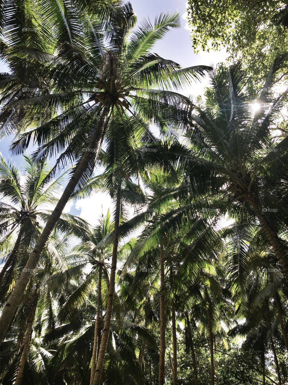 Palm trees
