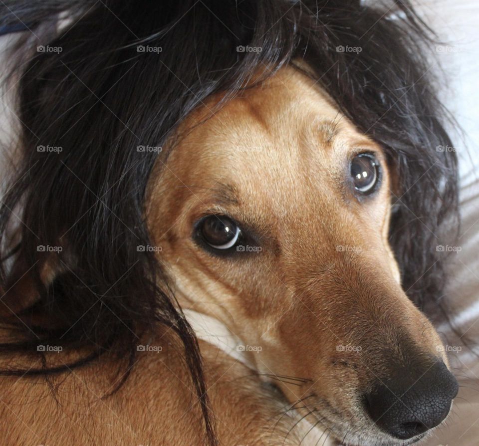 Dog with hair on