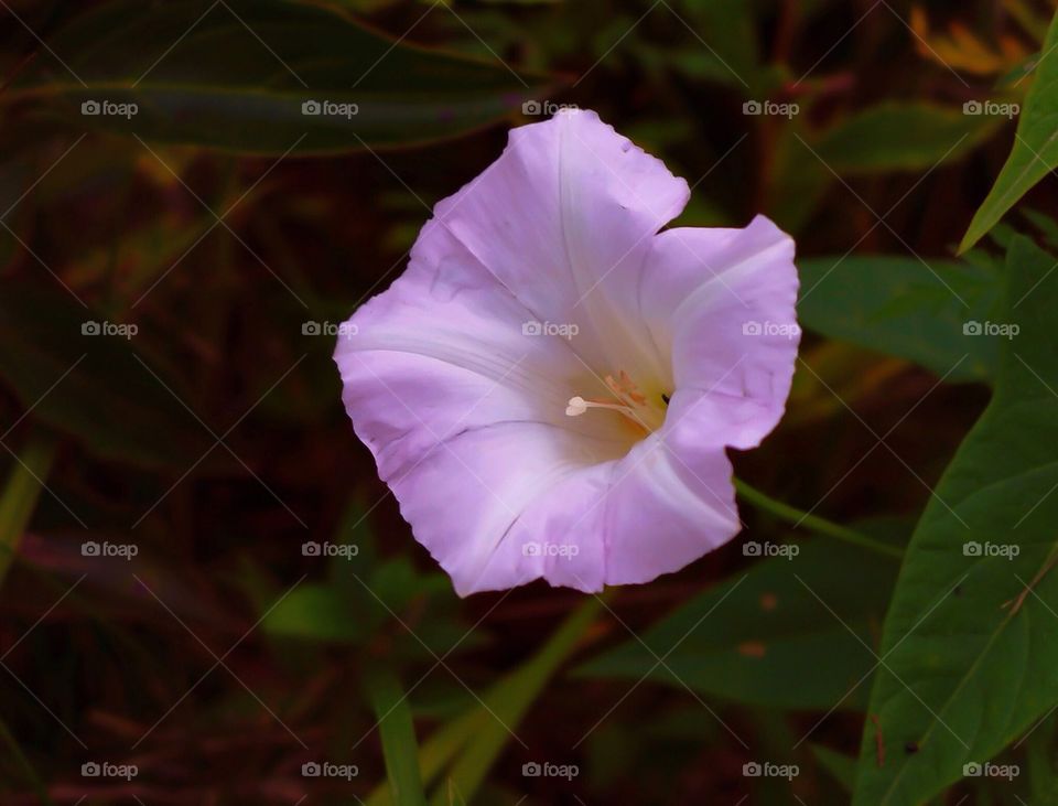 Wisconsin Wildflower...