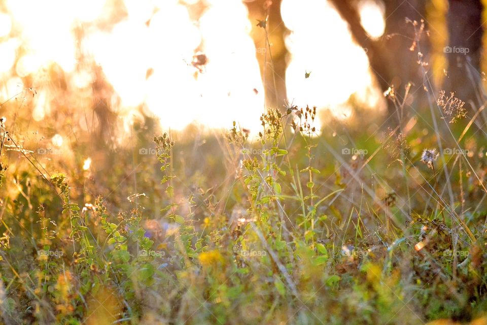 Close-up of plants