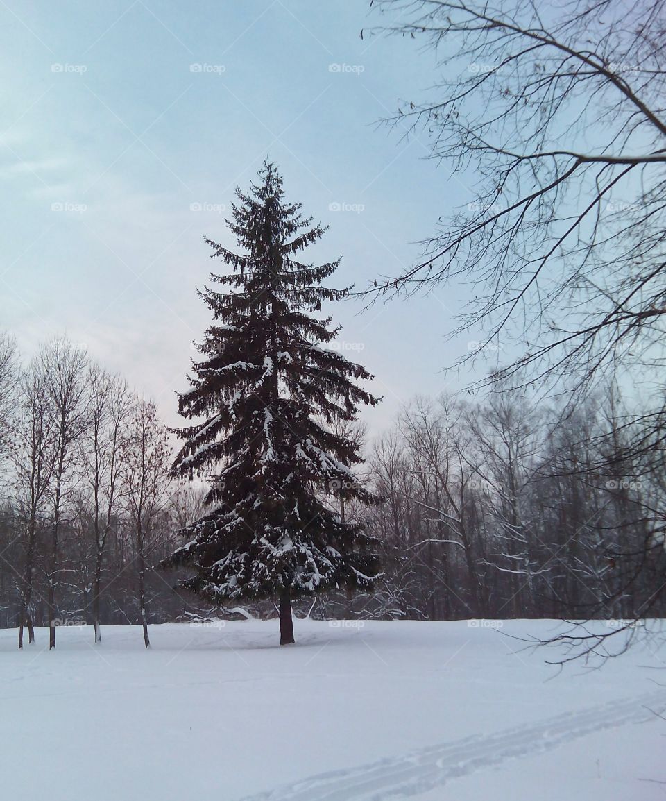 Winter, Snow, Cold, Frost, Tree