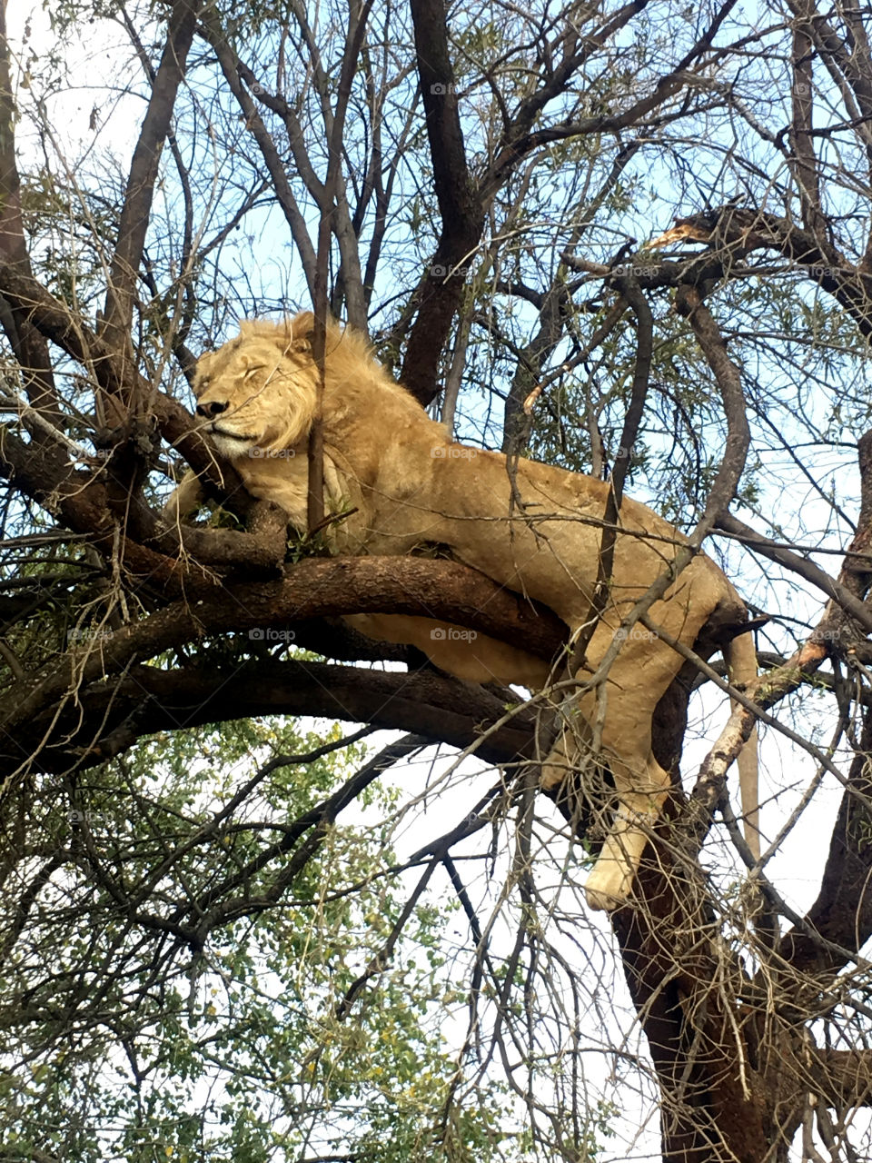 Lion sleeping in tree