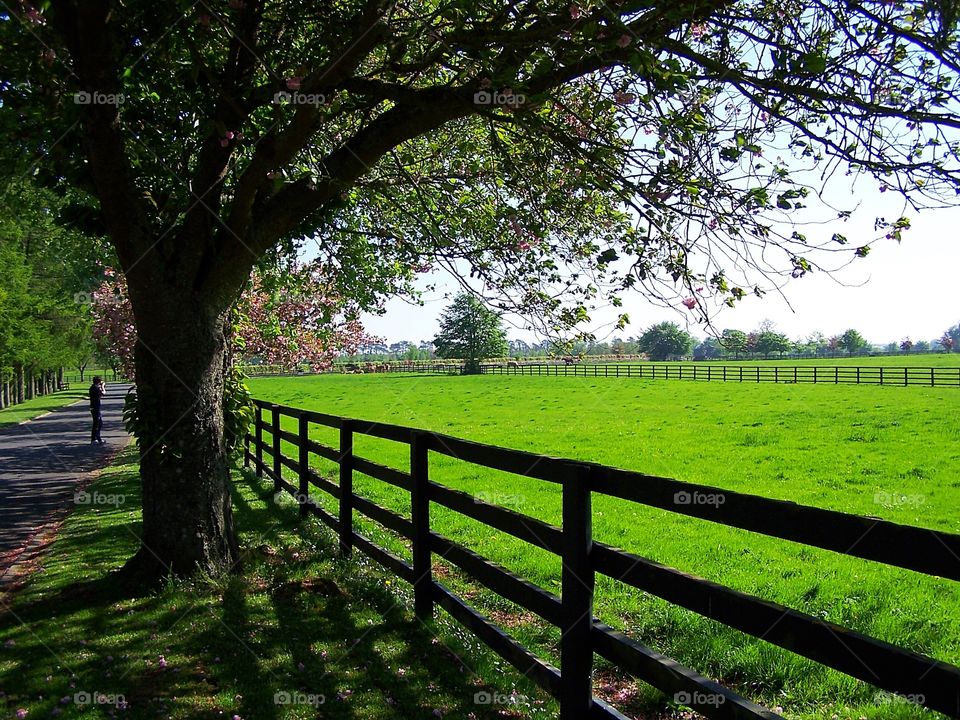  Horse Farm in Ireland 