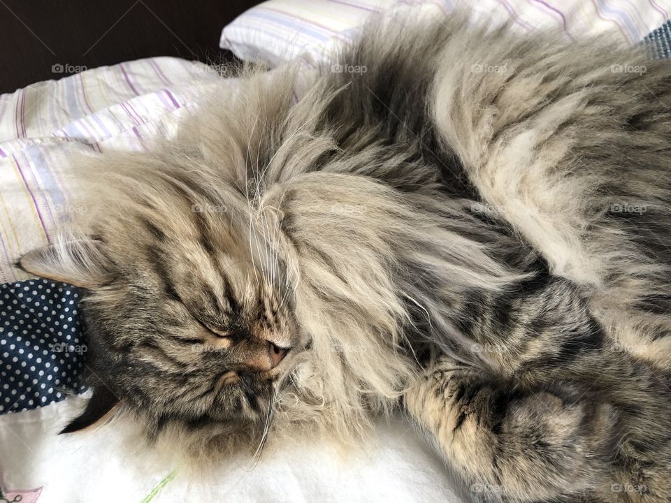 Fluffy cat of Siberian breed sleeping on a white blanket. Brown tabby version, male gender