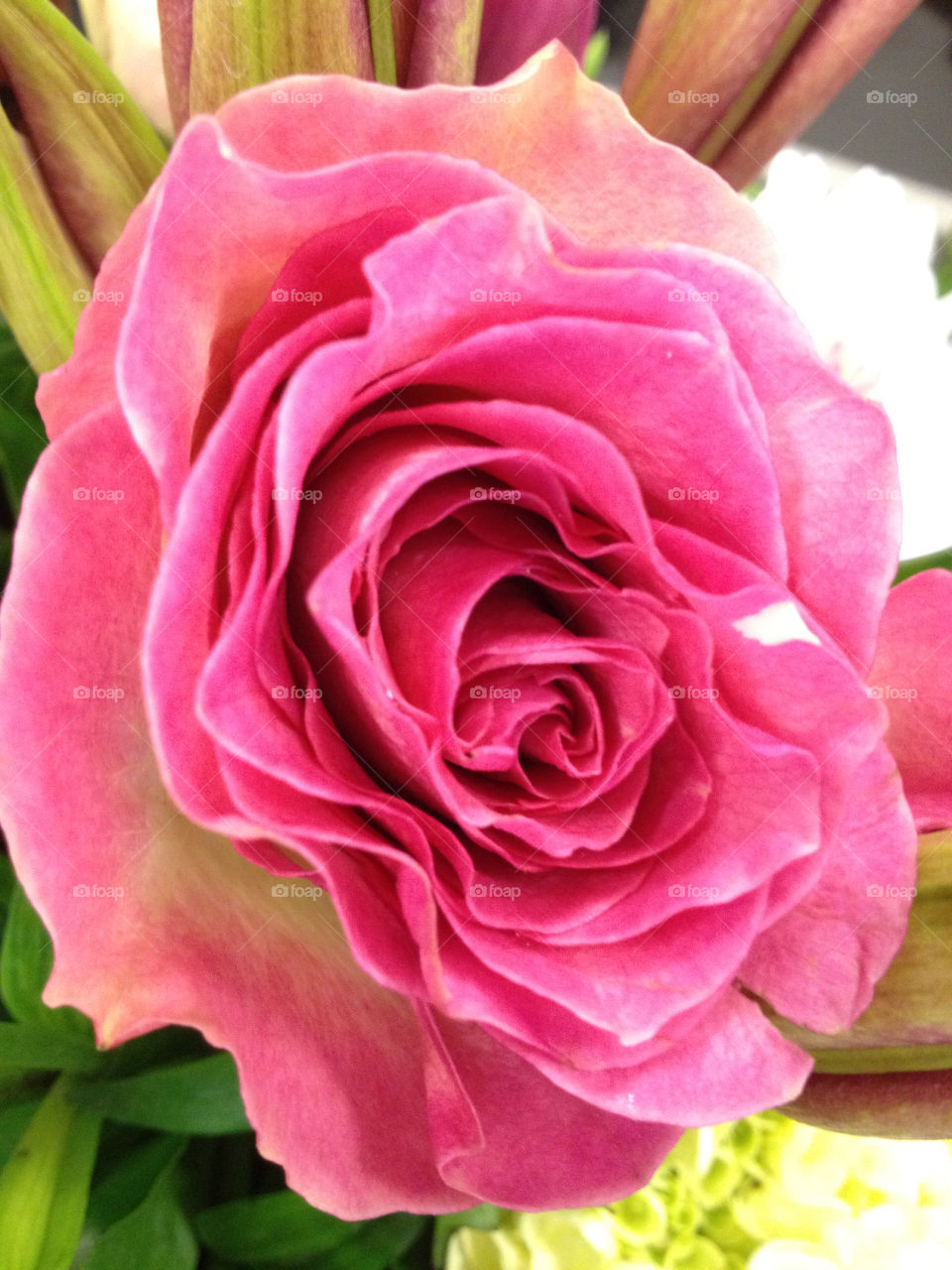 pink rose cook united states by eastofsheridan