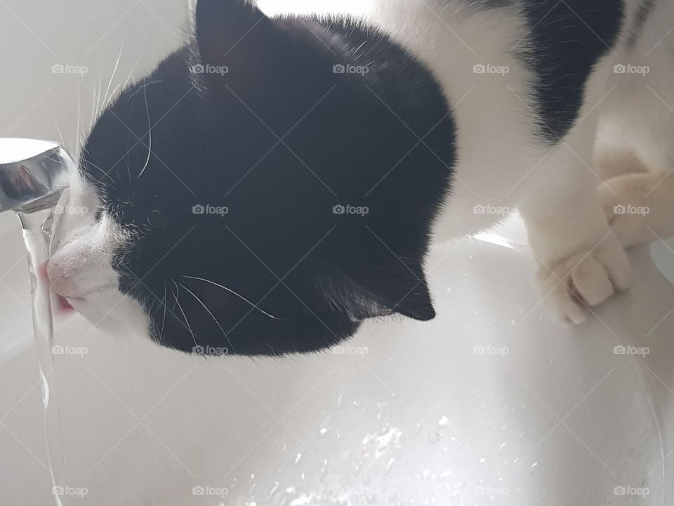 black and white cat drinking tap water