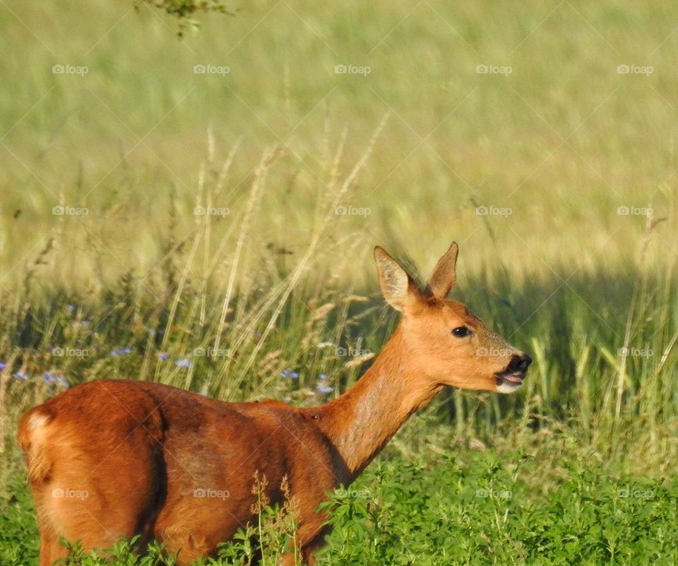 Deer in grass