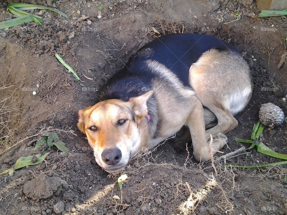 Dog in a hole
