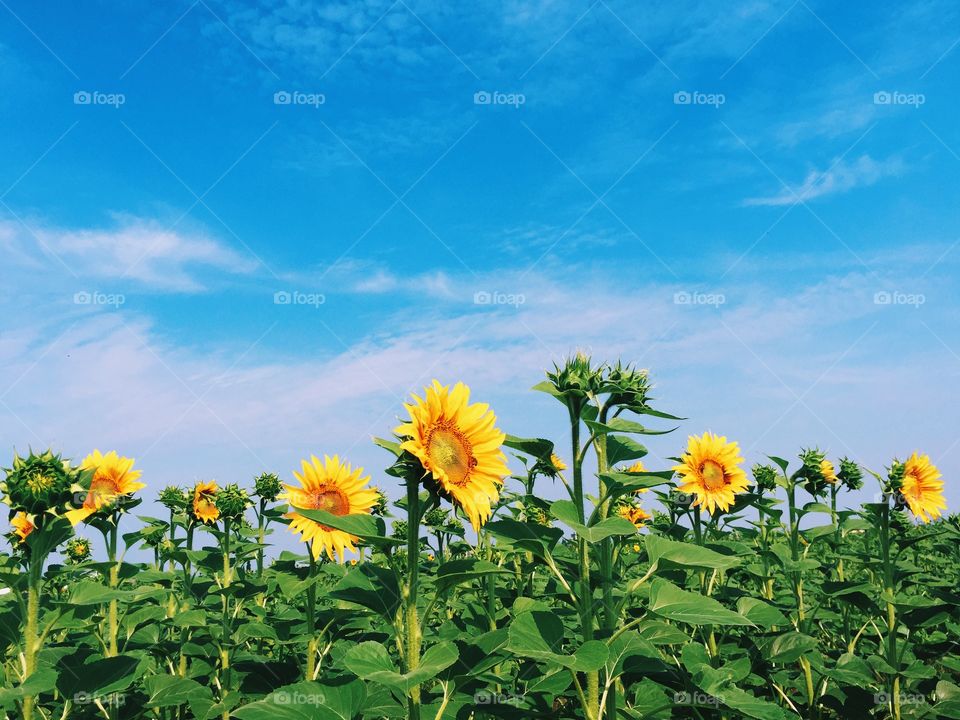 Sunflowers field