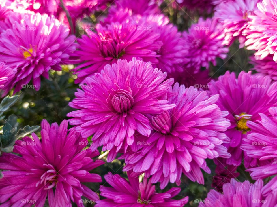 Pink Aster flowers in the garden.