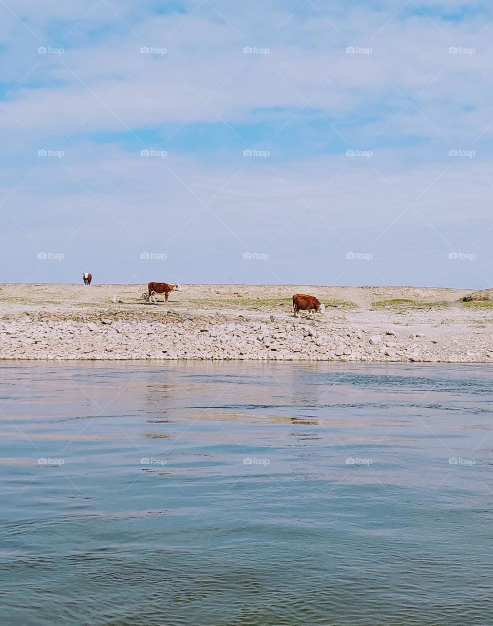 Three cows are grazing on the bank by the river