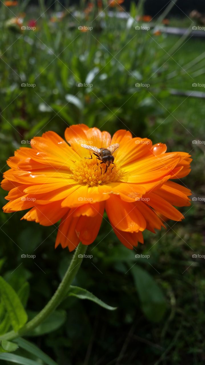 Flie on a gardenflower