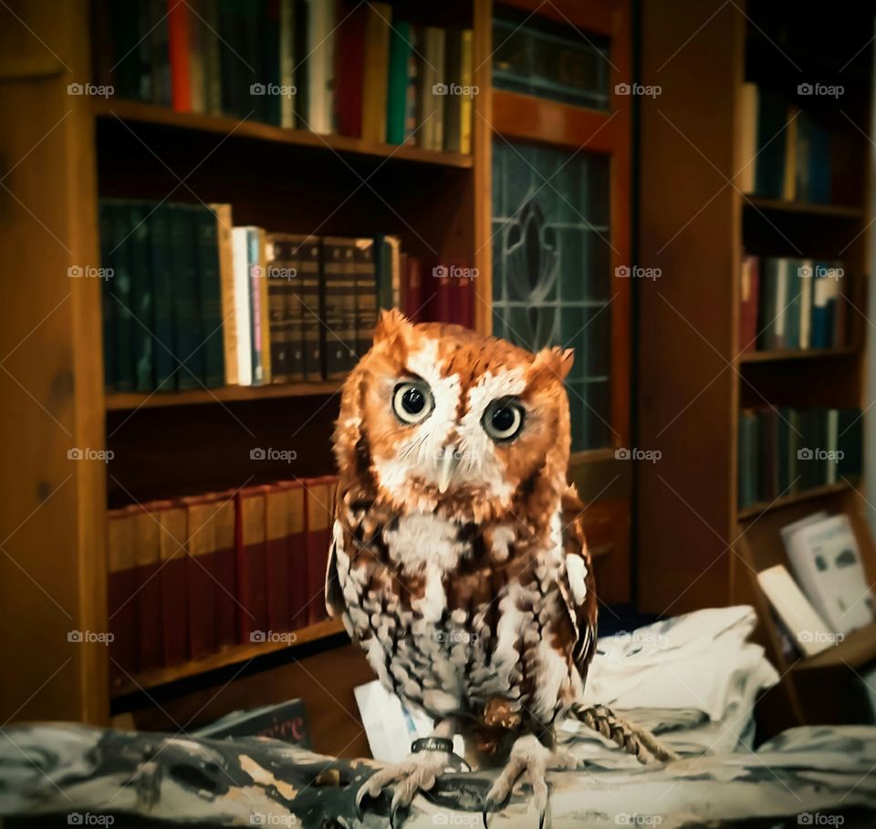 wise owl library books screech eyes look knowledge rescued train teach nature compassion banded feathers