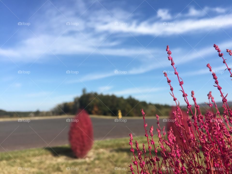 the red grasses and blue sky and dragon's cloud
