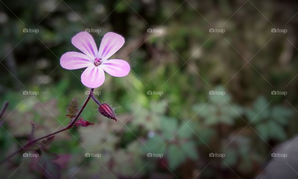 Five pink petals