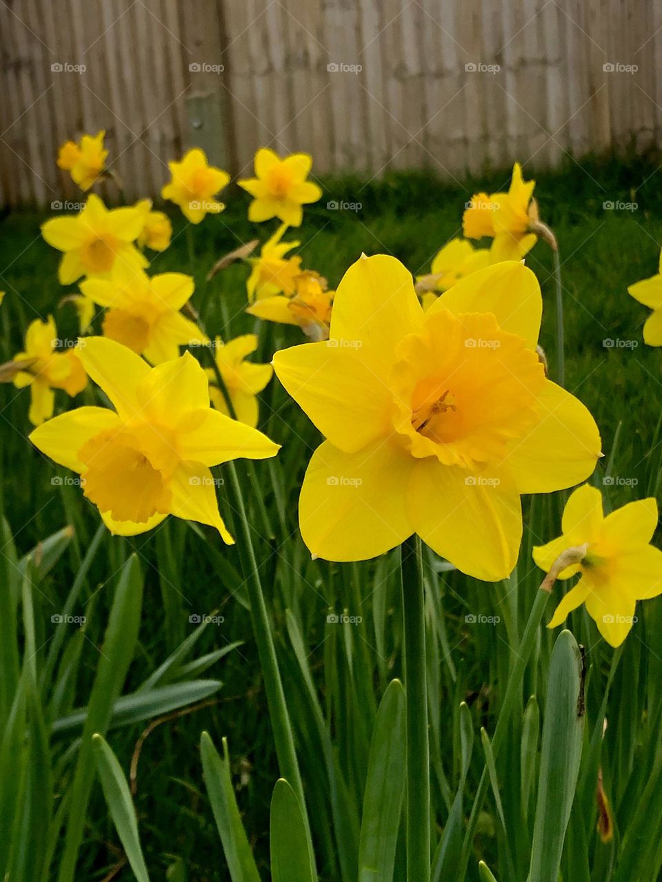 Yellow daffodils in front of a fence
