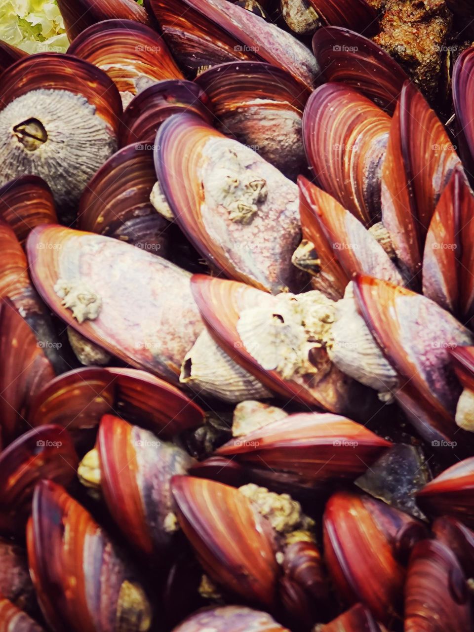 Very beautiful to see and photograph, many mussels with their beautiful color on the rocks on the beach, bathed by the coming and going of the waves.