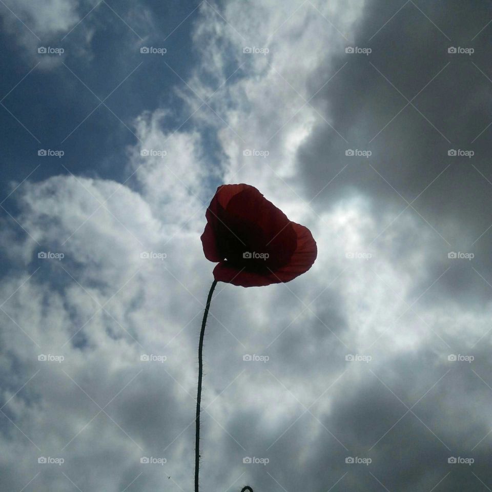 Beautiful flower embraced magic clouds.