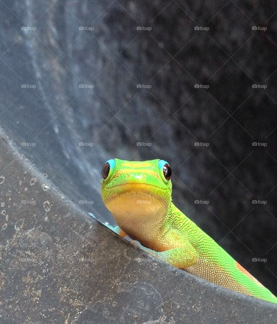 gecko