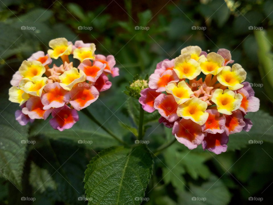 Lantana flower