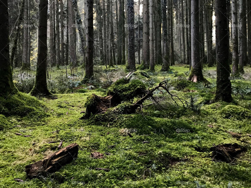 Swiss Forest 