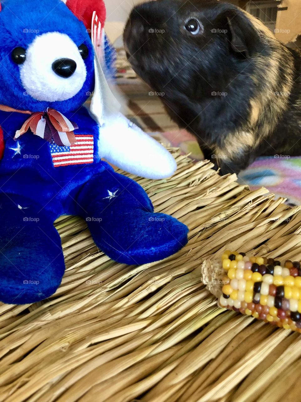 So cute little Rocky playing with bear 🐻