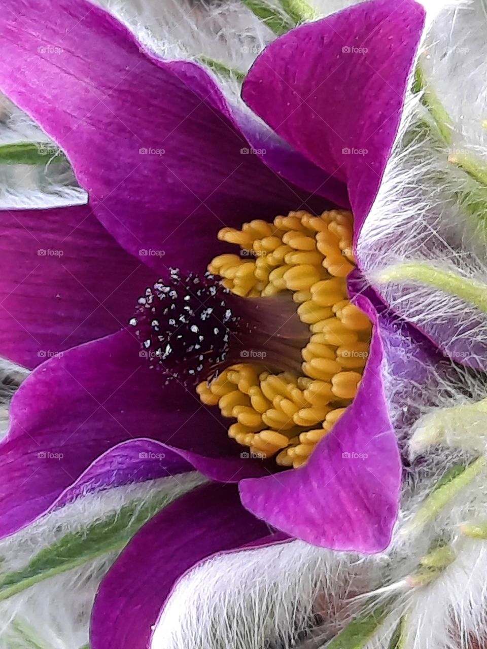 close-up of purple hairy pulsatilla flower