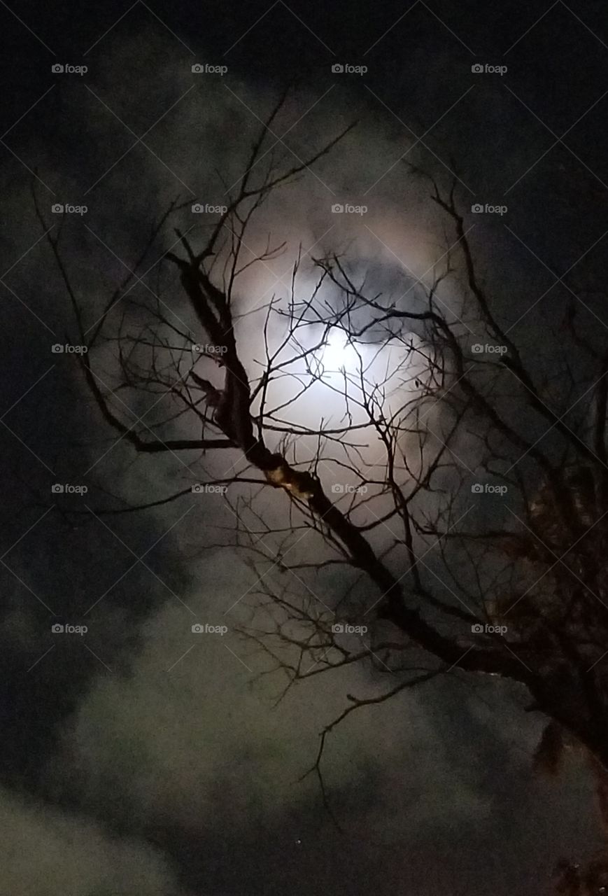 Eerie full moon with halo, shining through the trees.