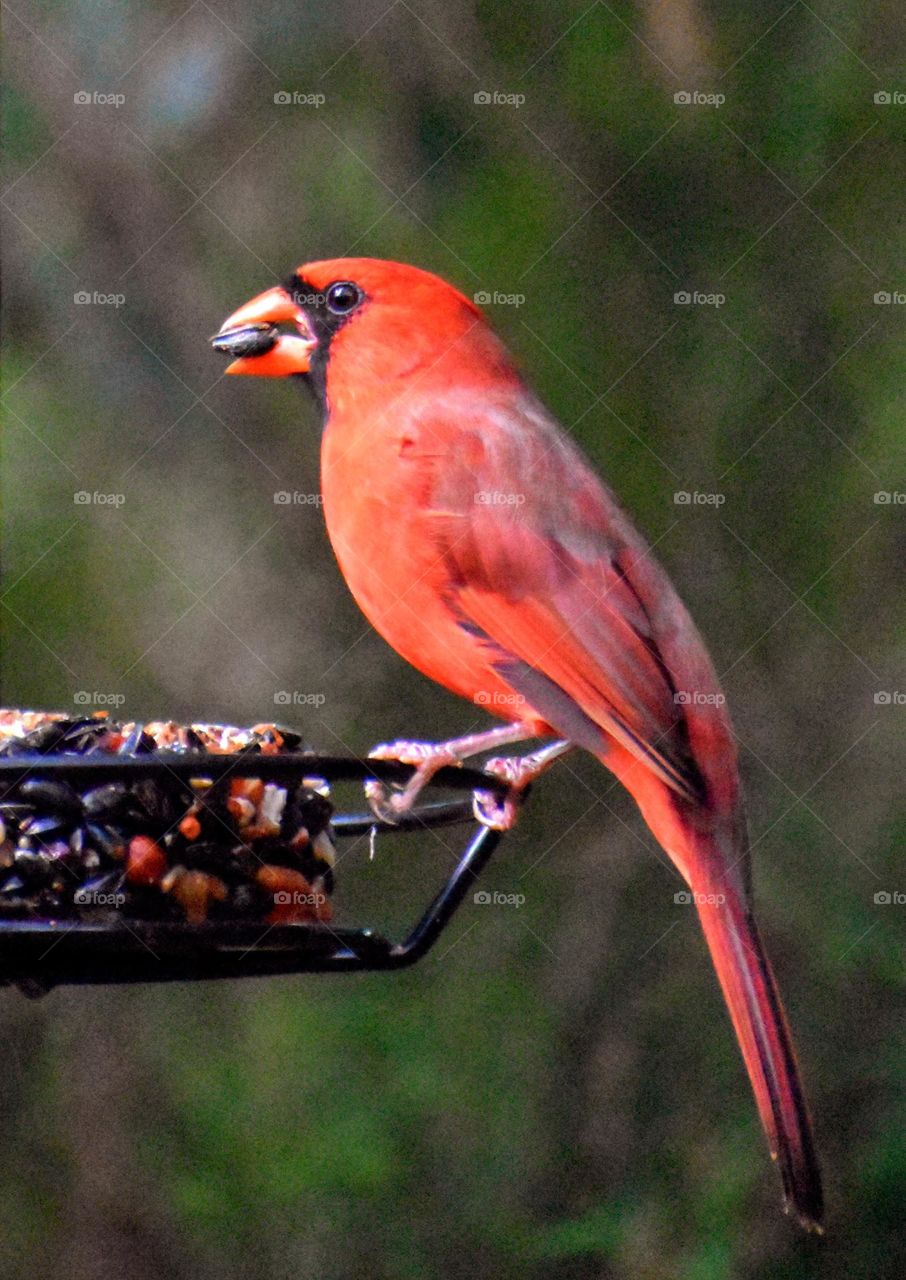 This Cardinal is perched on our fruit and nut stacker