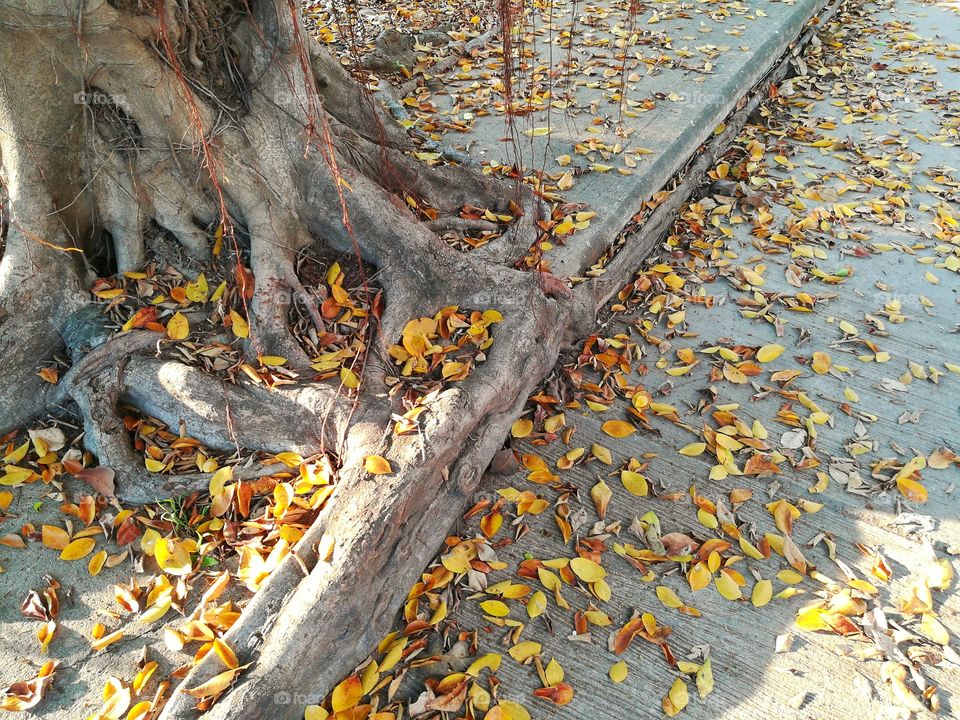Banyan tree and autumn leaves.