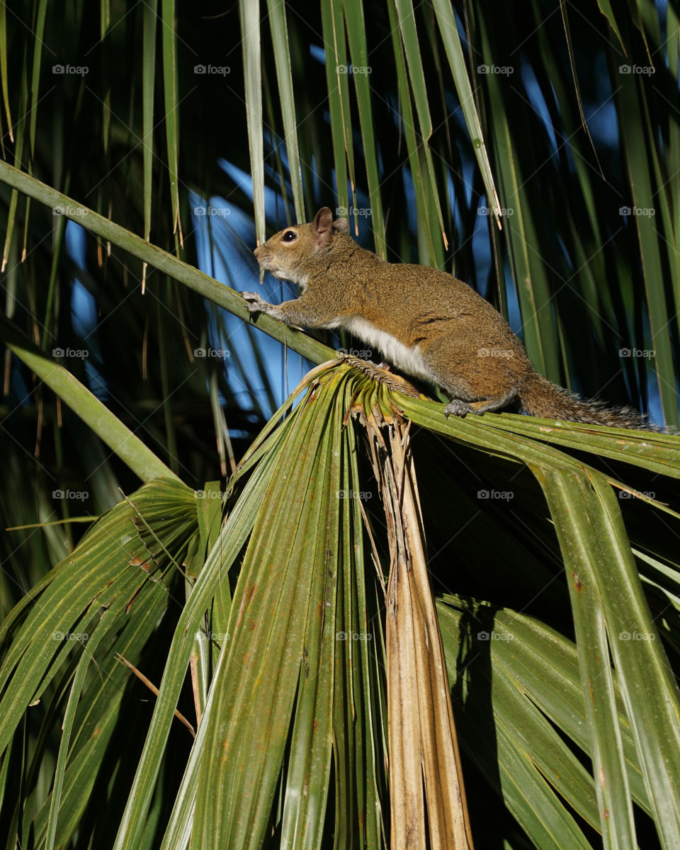 Squirrel on palm branch