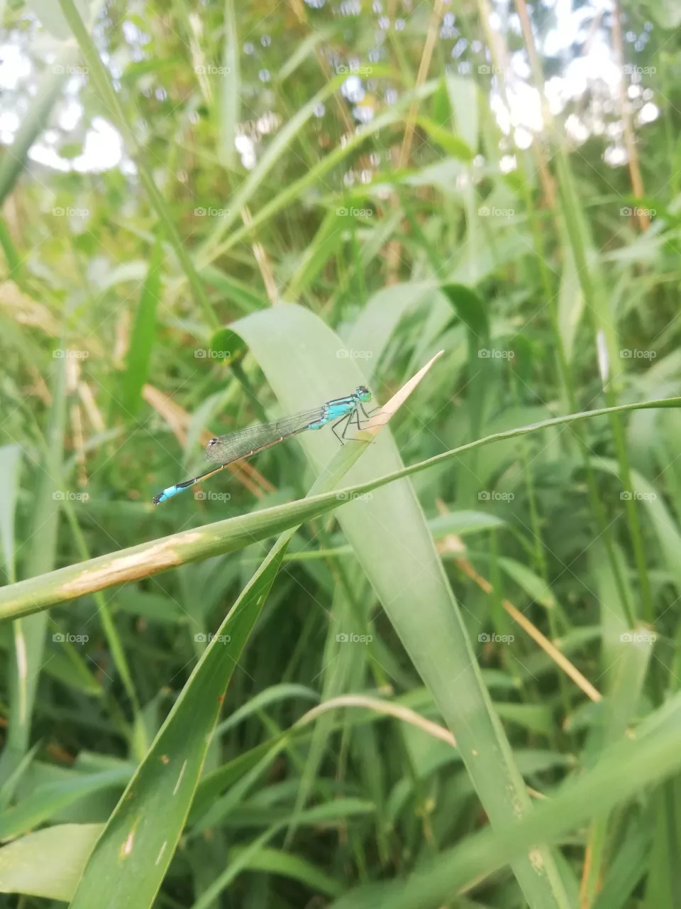 Libelle