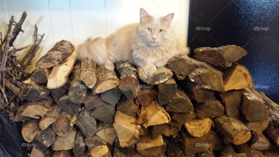 Cat On The Woodpile. kitty resting