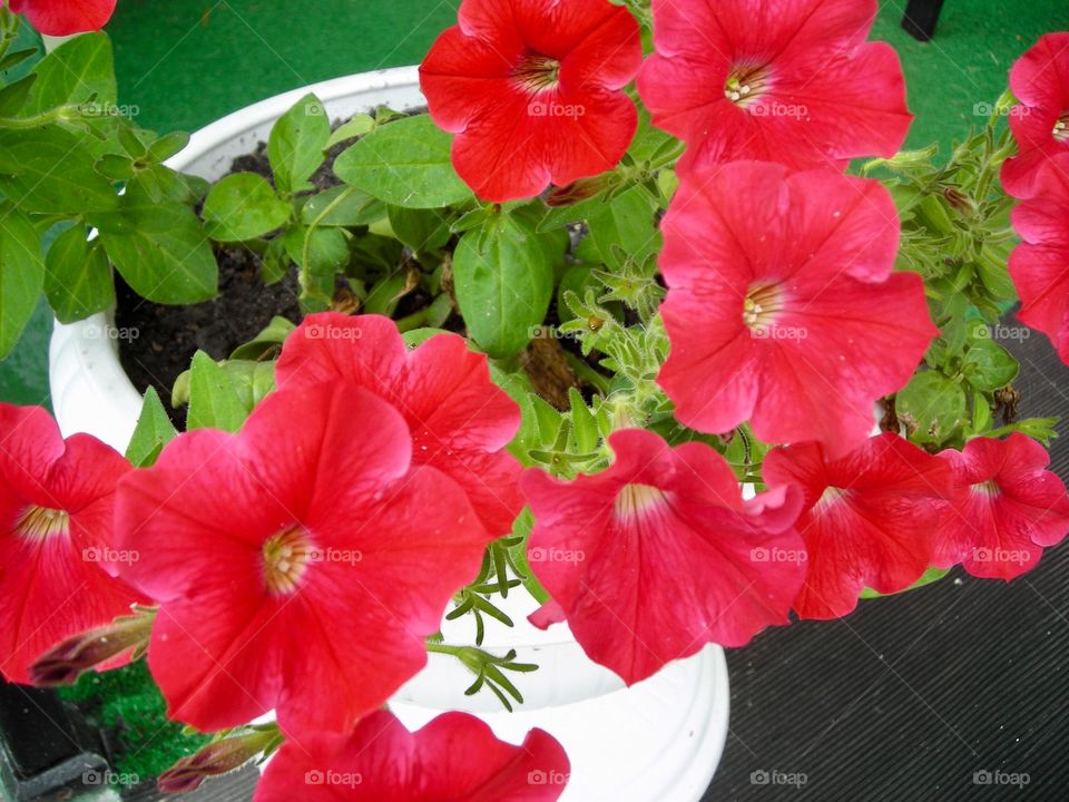 Red summer flowers blooming 