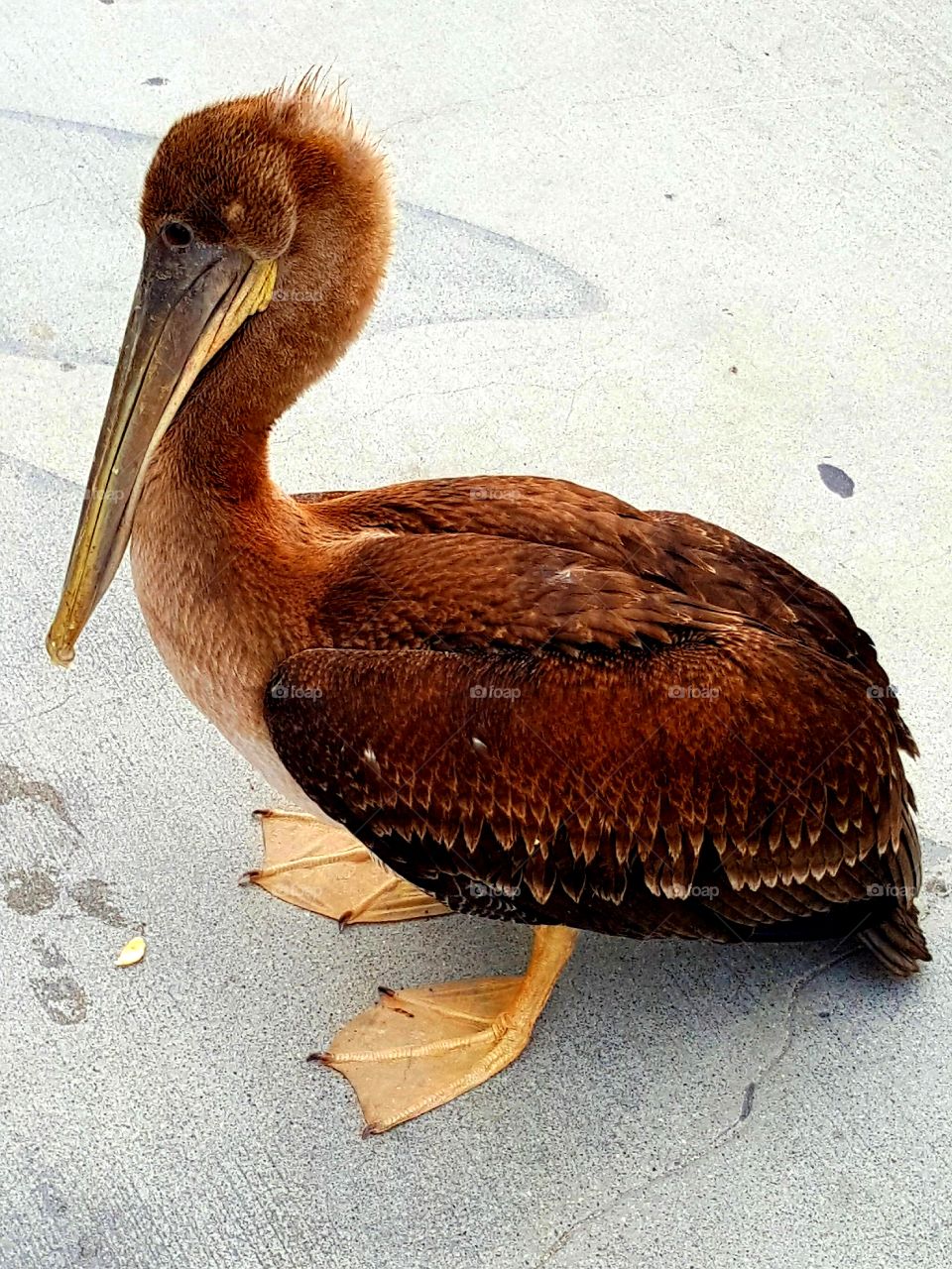 A pelican reest