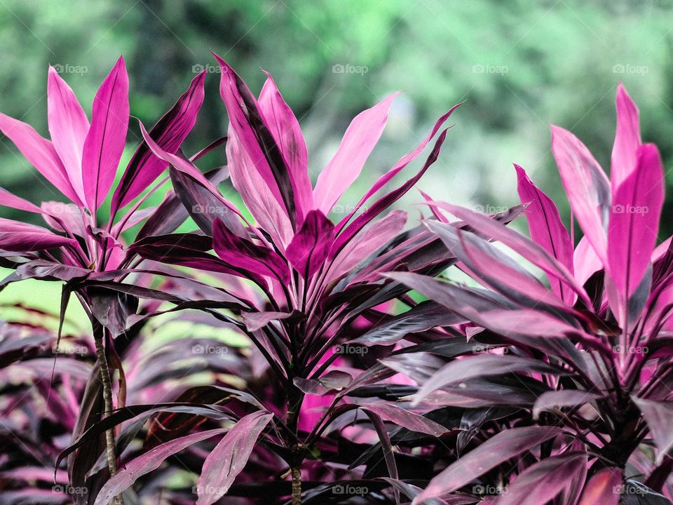 Tropical plants in a garden