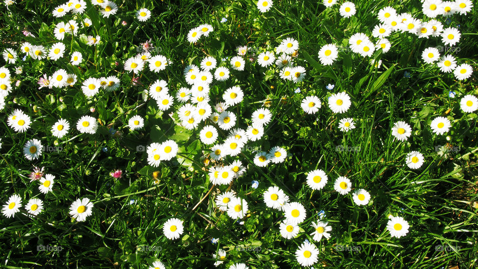 spring flowers