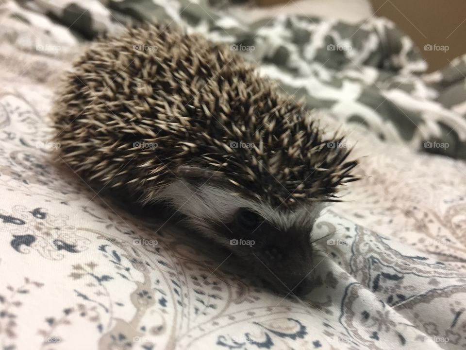 Playtime for the baby hedgehog