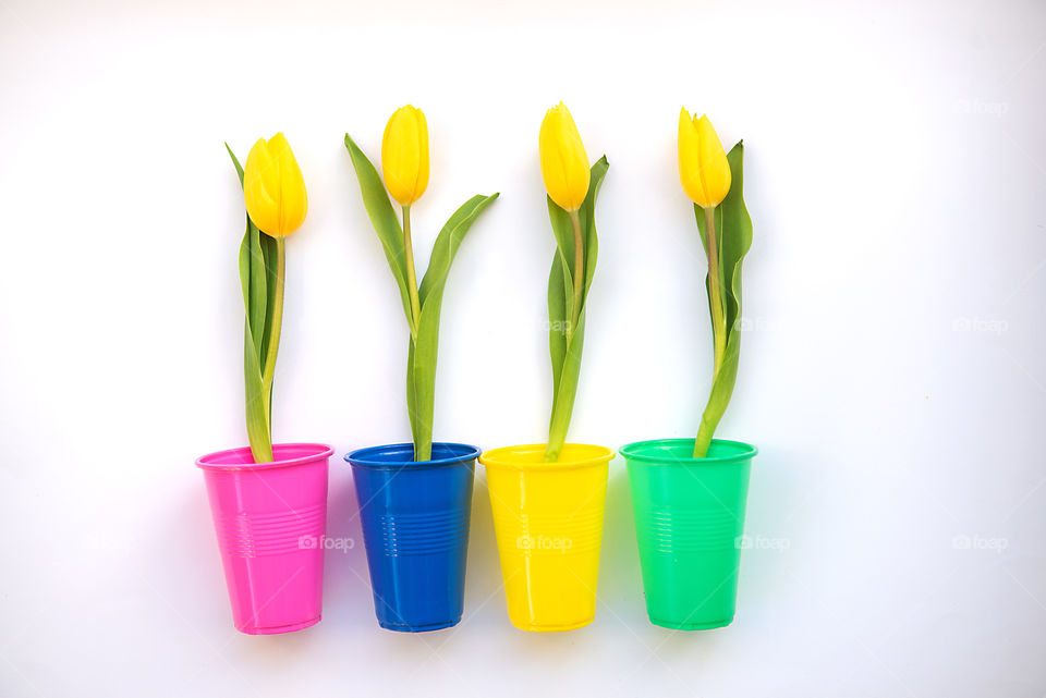 Yellow tulips flower in colorful plastic glass