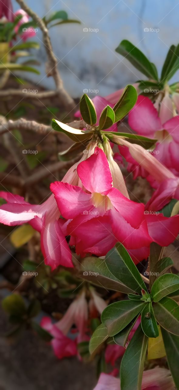 rosa do deserto, uma bela rosa para dar vida a um lugar obscuro